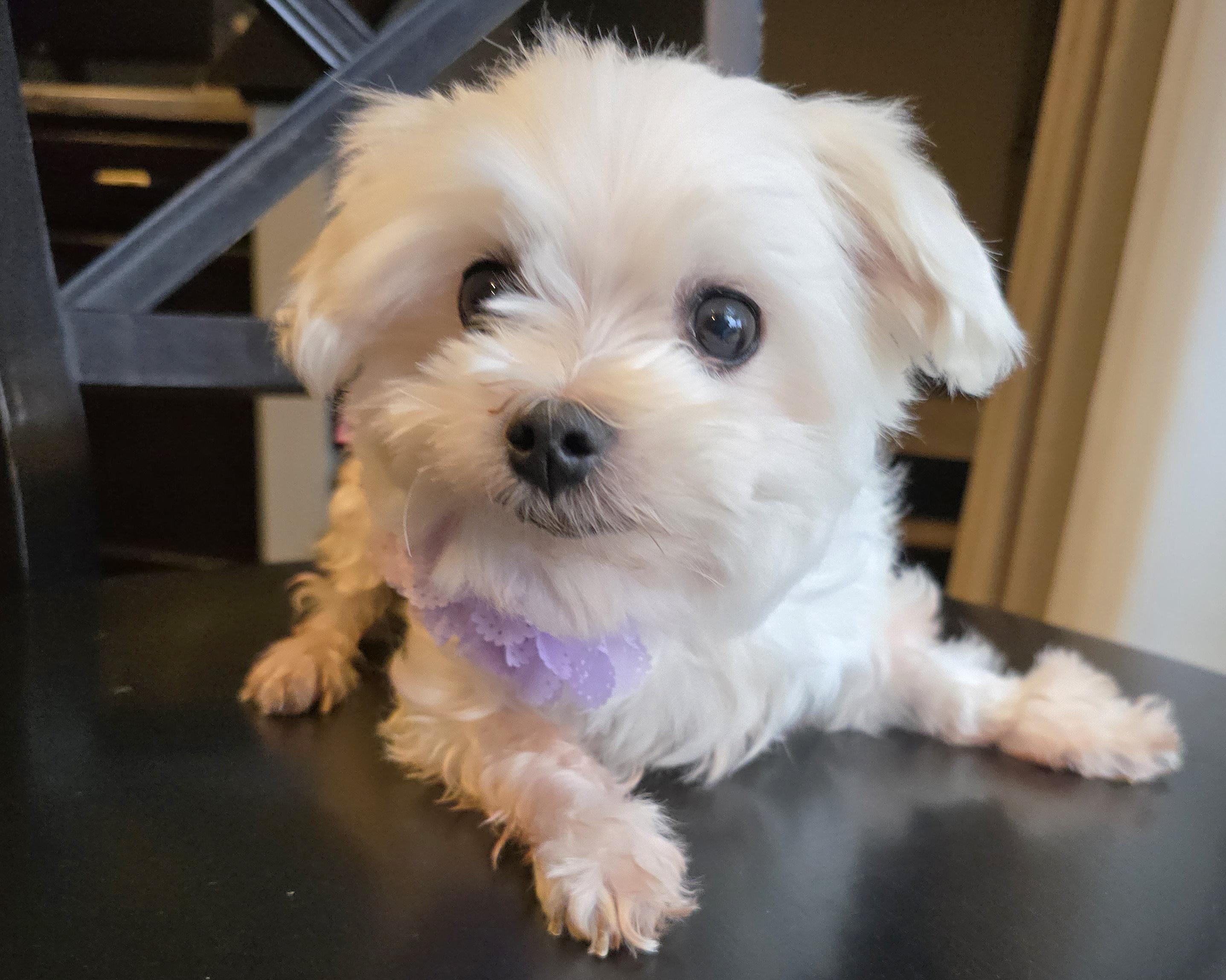Rose, a Adoptable Maltese in Cedar Rapids, IA image 5/6
