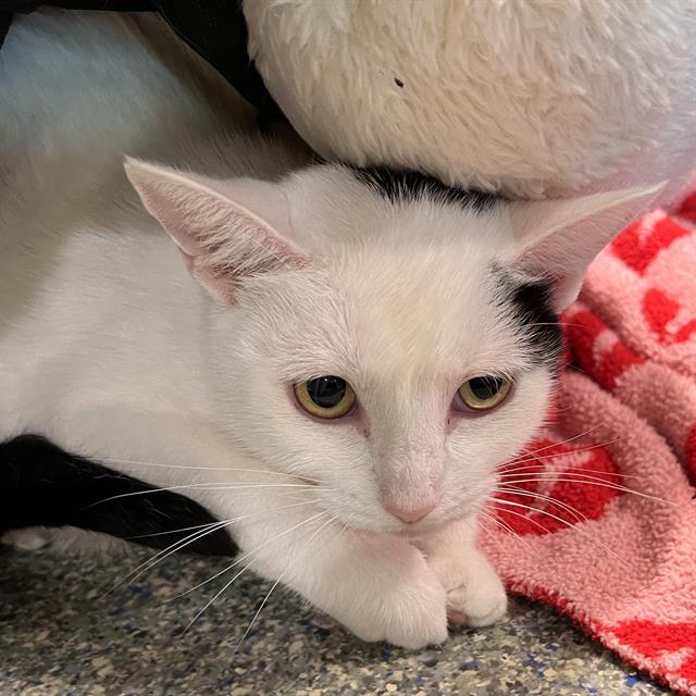 Enlarge WINNIE, a Adoptable Domestic Short Hair in Methuen, MA image 1/1