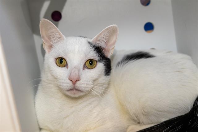 Enlarge WINNIE, a Adoptable Domestic Short Hair in Methuen, MA image 1/1