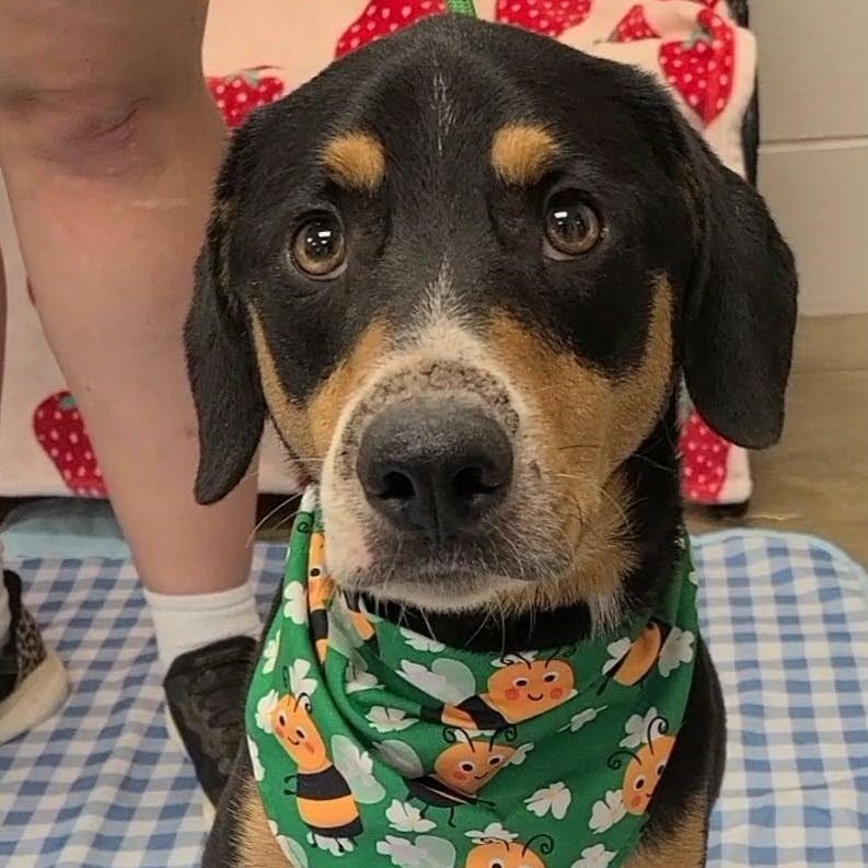 Gnocchi, Adoptable, Adult Male Mixed Breed.