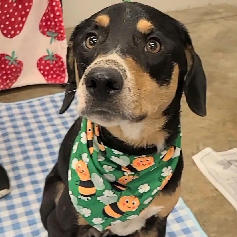 Enlarge Gnocchi, a Adoptable Mixed Breed in Woolwich, ME image 4/4