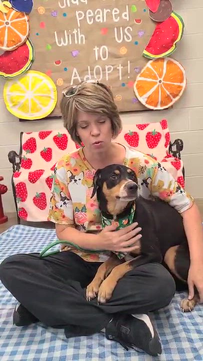 Enlarge Gnocchi, a Adoptable Mixed Breed in Woolwich, ME video 2/4