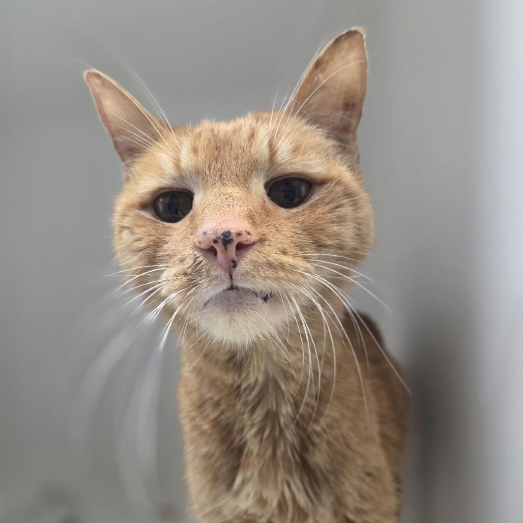 Fireball, Adoptable, Adult Male Domestic Short Hair.