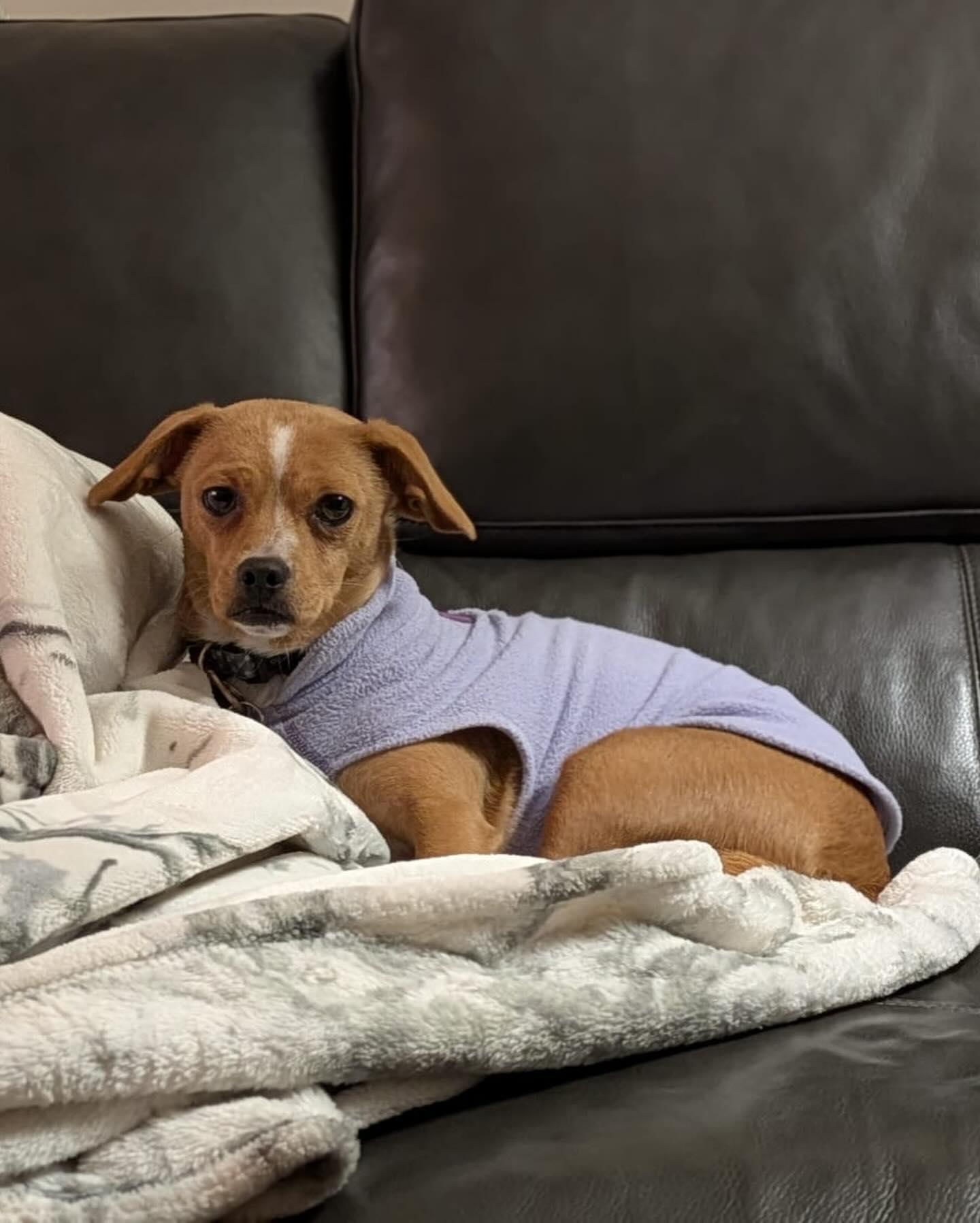 Enlarge CHURRO, an adopted mixed breed in Coquitlam, BC image 2/5