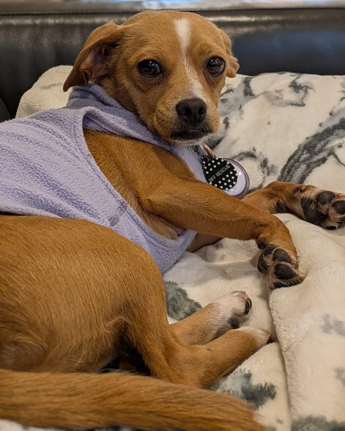 Enlarge CHURRO, an adopted mixed breed in Coquitlam, BC image 3/5