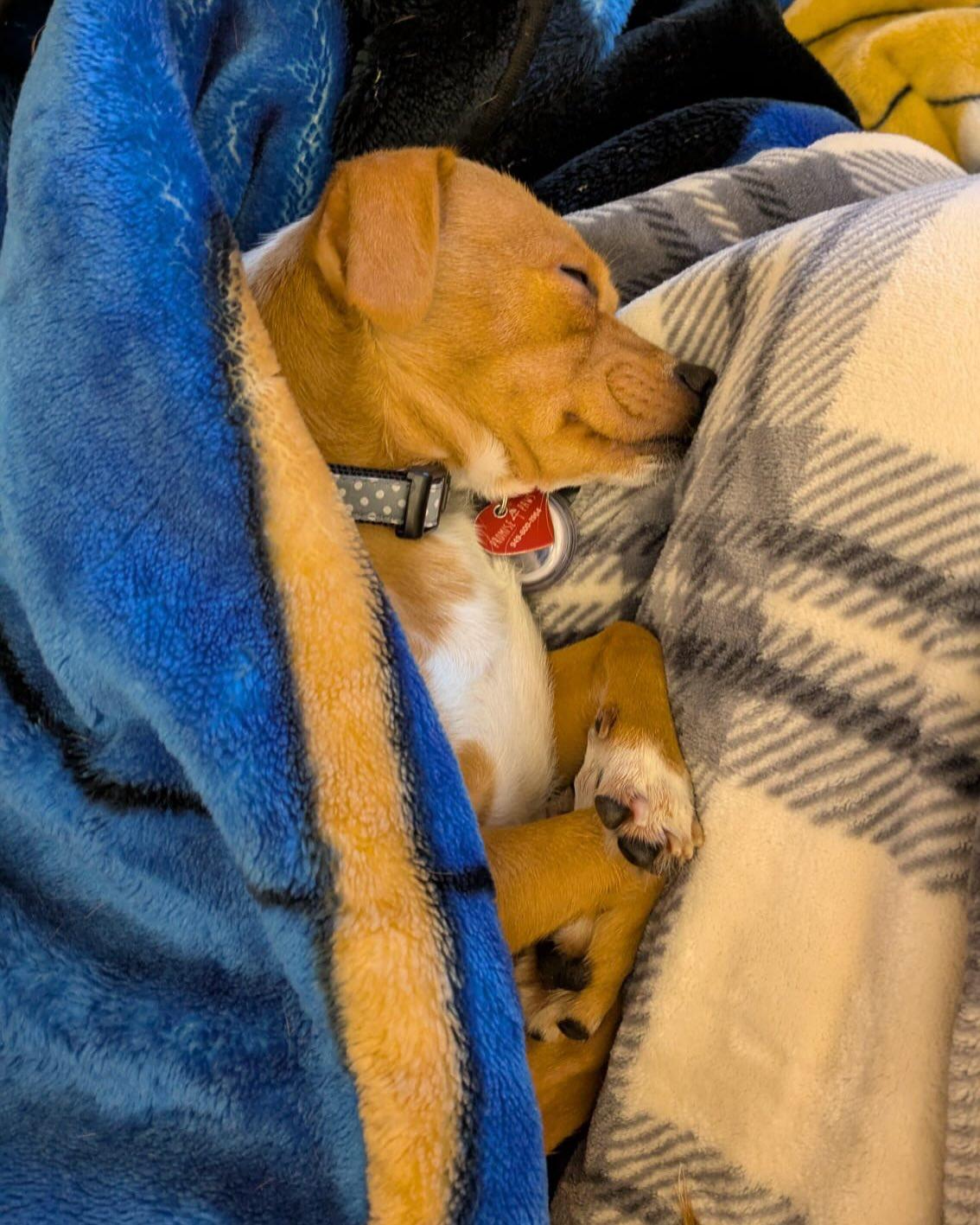 Enlarge CHURRO, an adopted mixed breed in Coquitlam, BC image 4/5