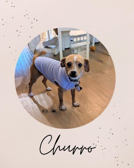 Enlarge CHURRO, an adopted mixed breed in Coquitlam, BC image 1/5