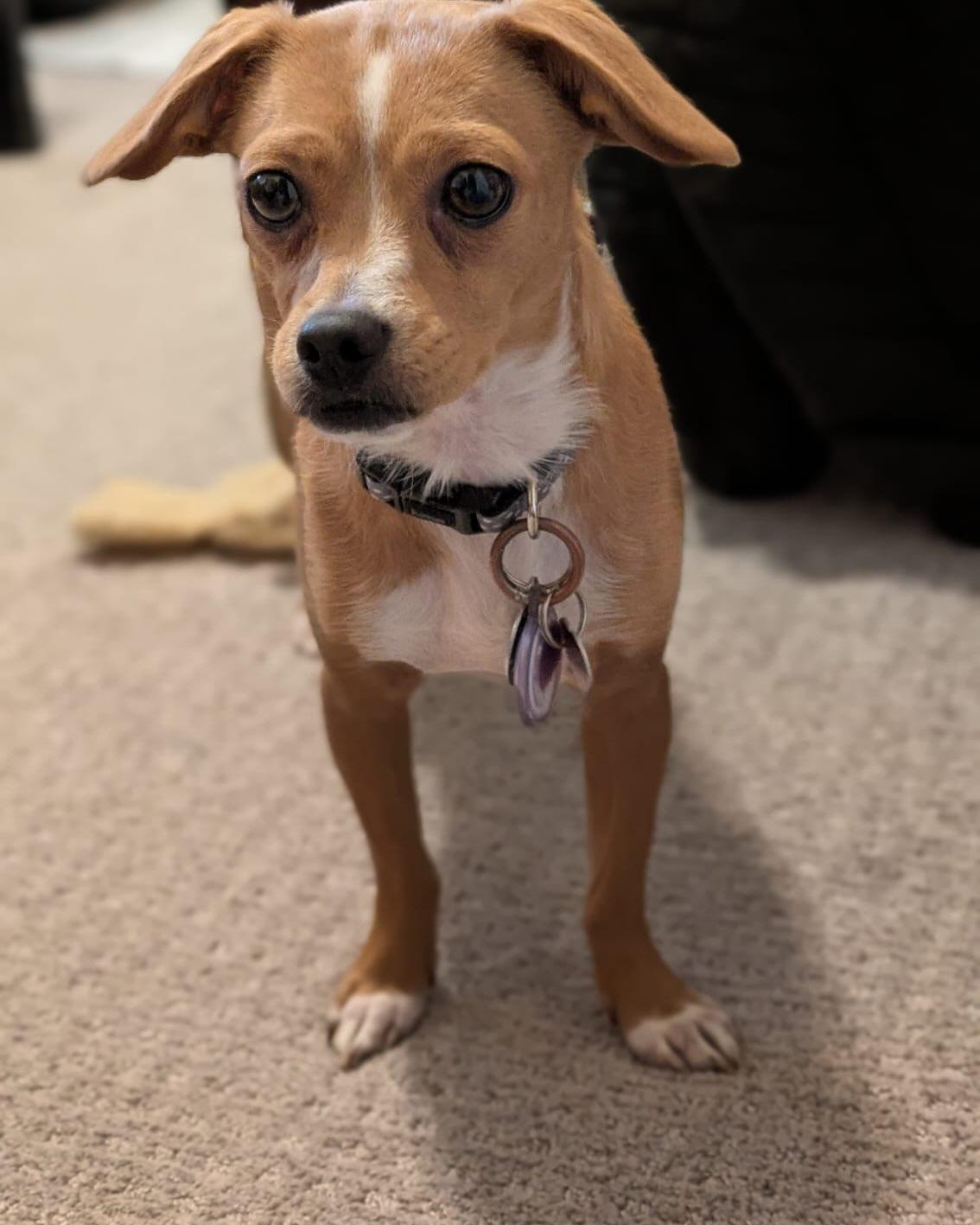 Enlarge CHURRO, an adopted mixed breed in Coquitlam, BC image 5/5