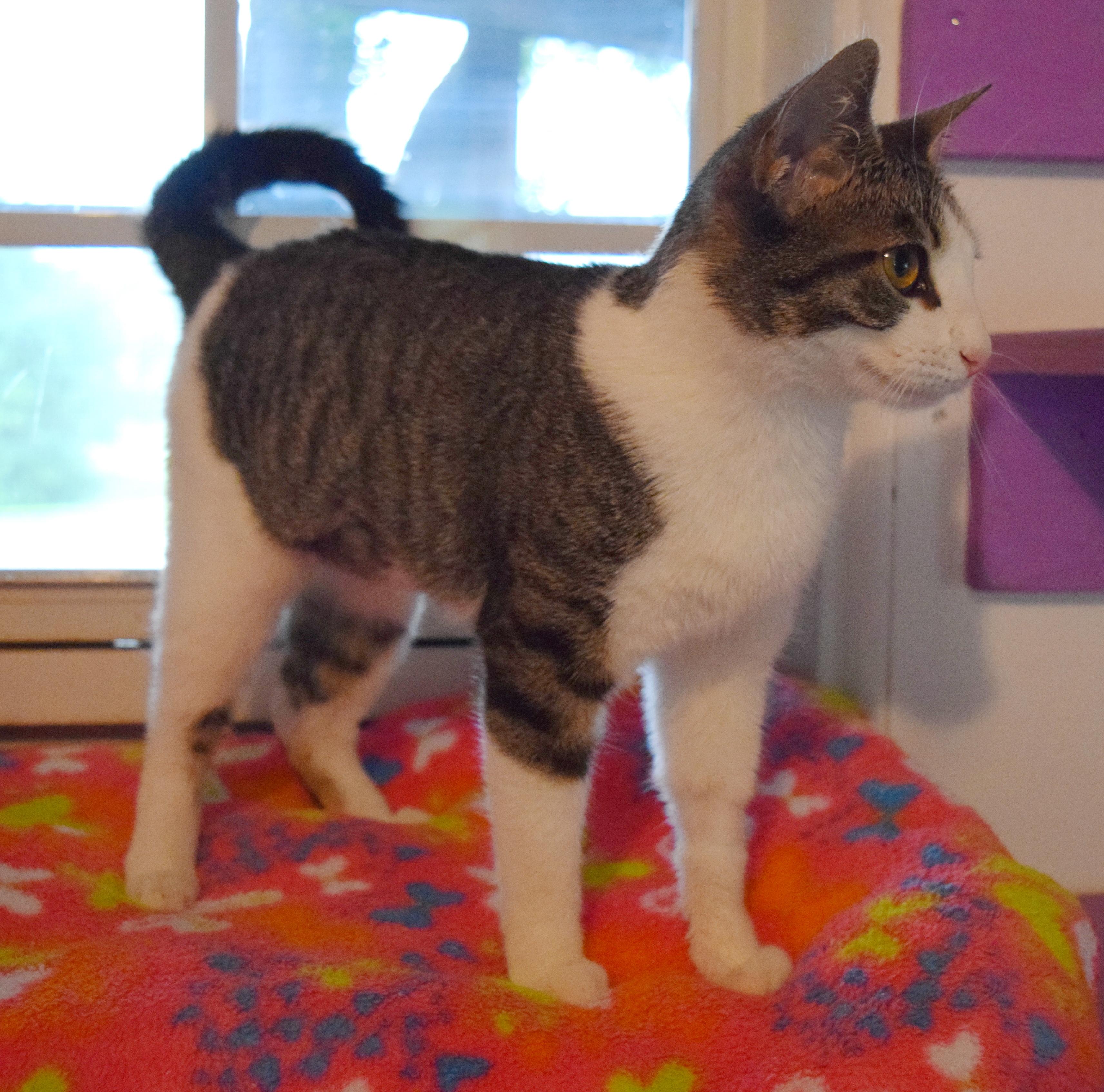 Enlarge Bitty, an adopted mixed breed in Bulverde, TX image 5/6