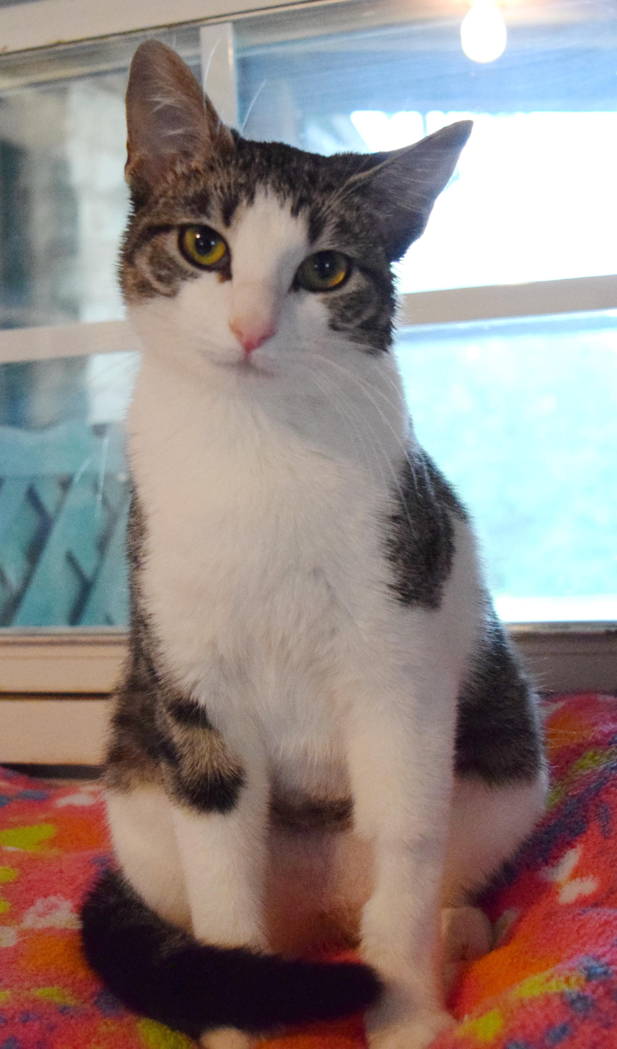 Enlarge Bitty, an adopted mixed breed in Bulverde, TX image 3/6