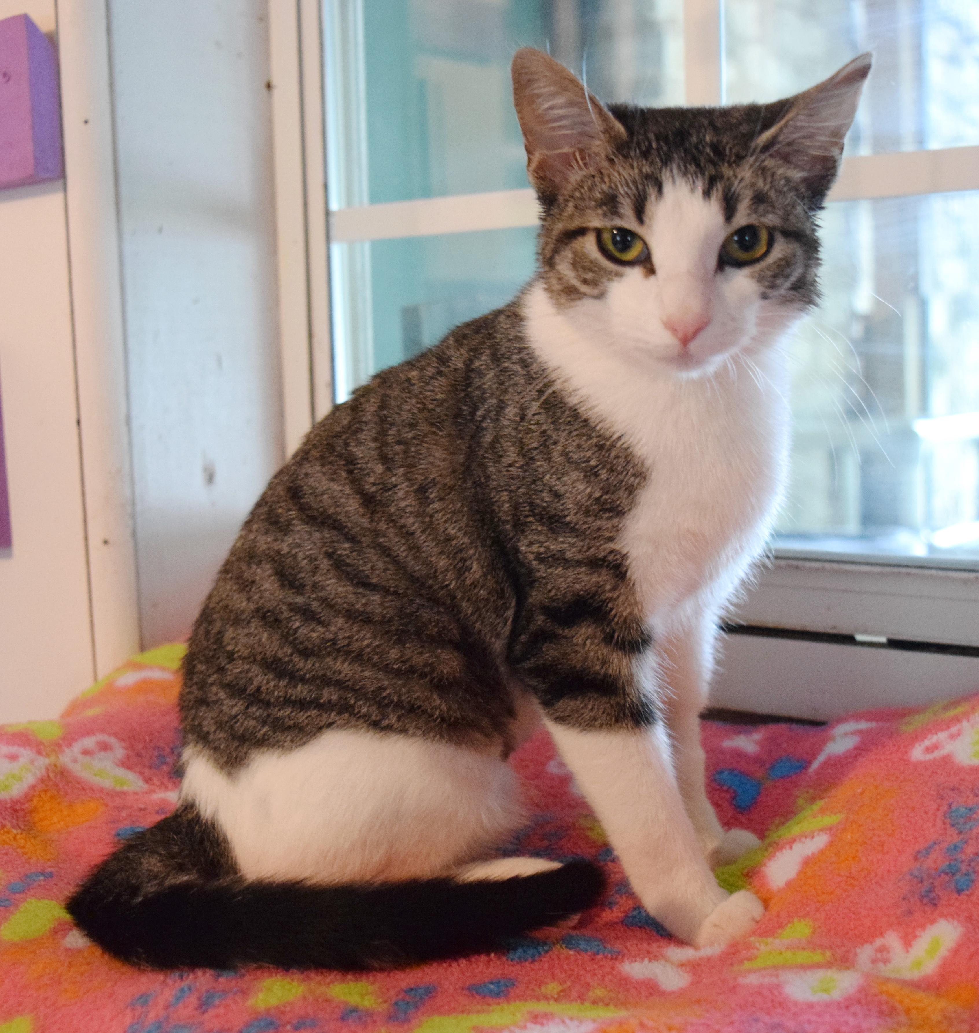 Enlarge Bitty, an adopted mixed breed in Bulverde, TX image 2/6