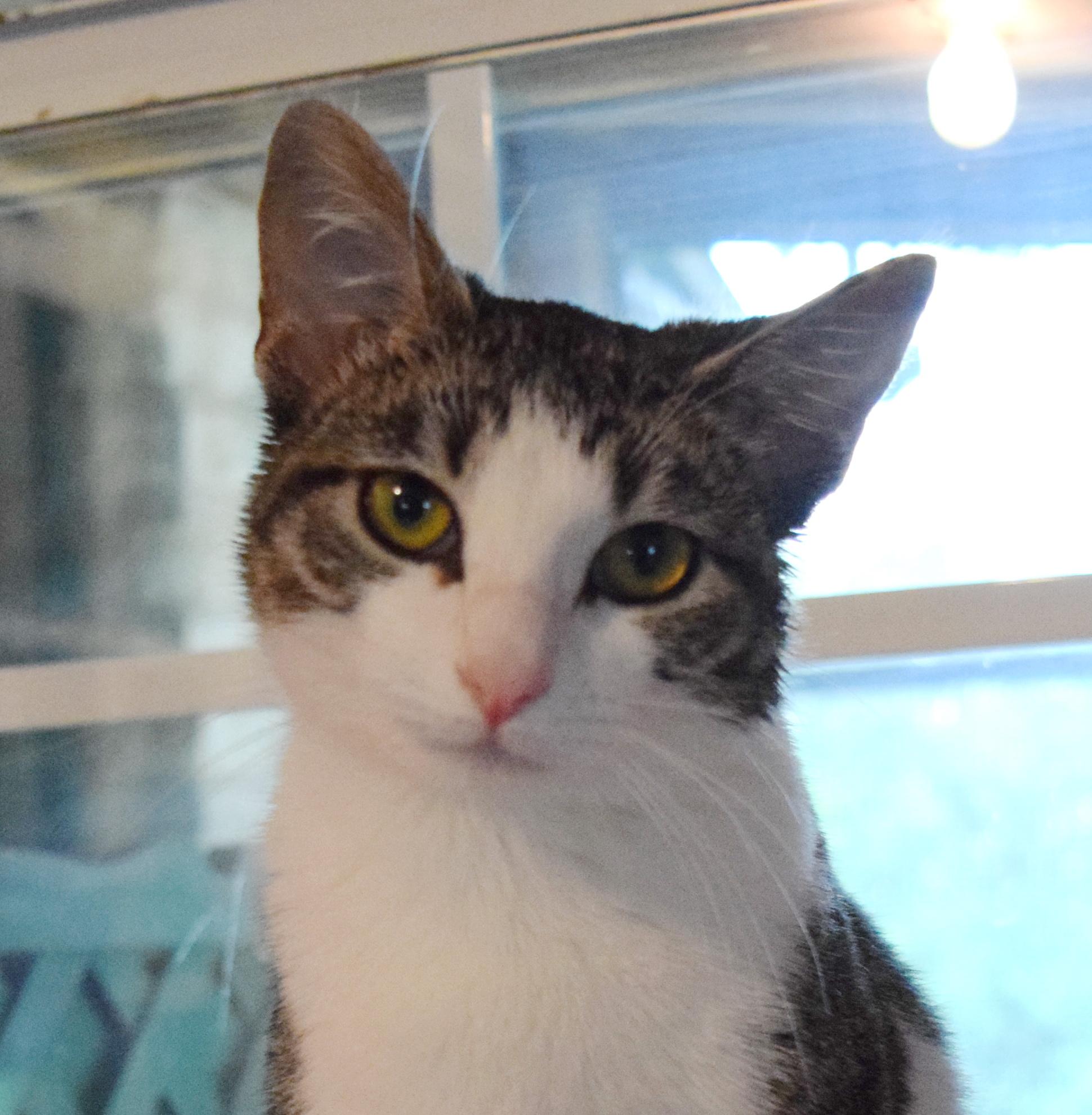 Bitty, adopted, Kitten Female Domestic Short Hair.