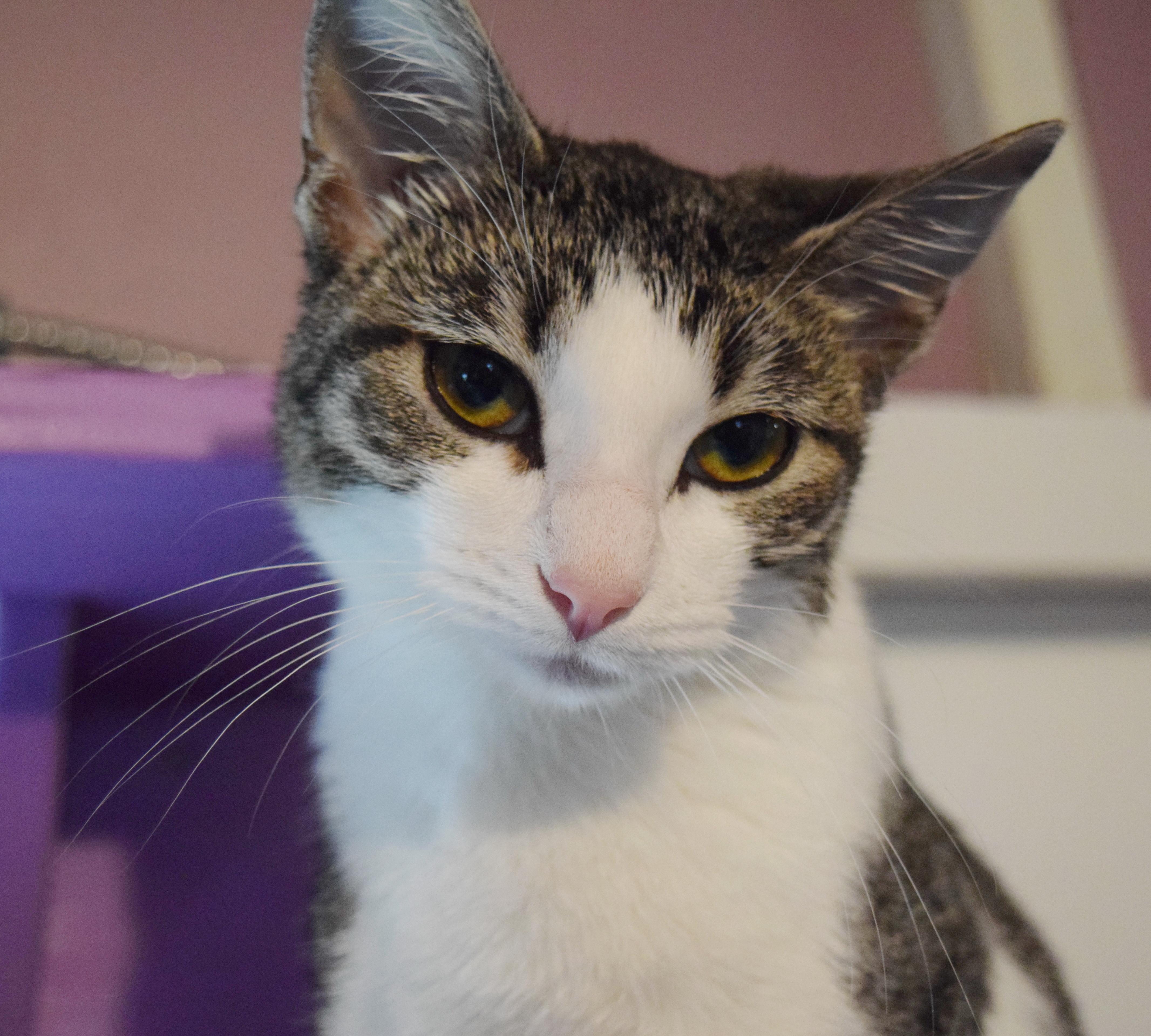 Enlarge Bitty, an adopted mixed breed in Bulverde, TX image 4/6