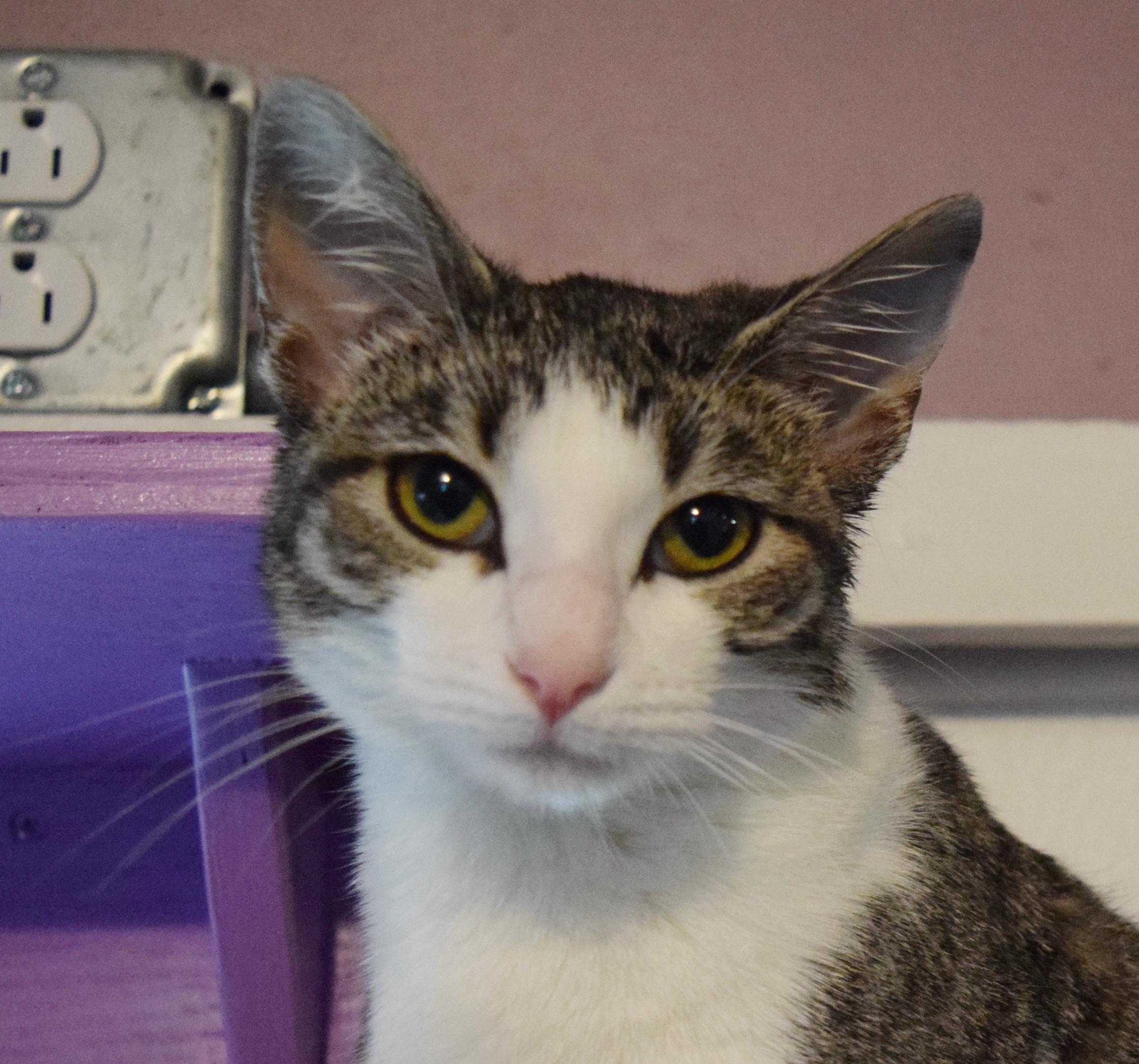 Enlarge Bitty, an adopted mixed breed in Bulverde, TX image 6/6