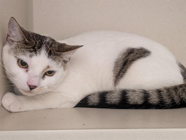 SALSA MITTENS, Adoptable, Adult Male Domestic Short Hair.
