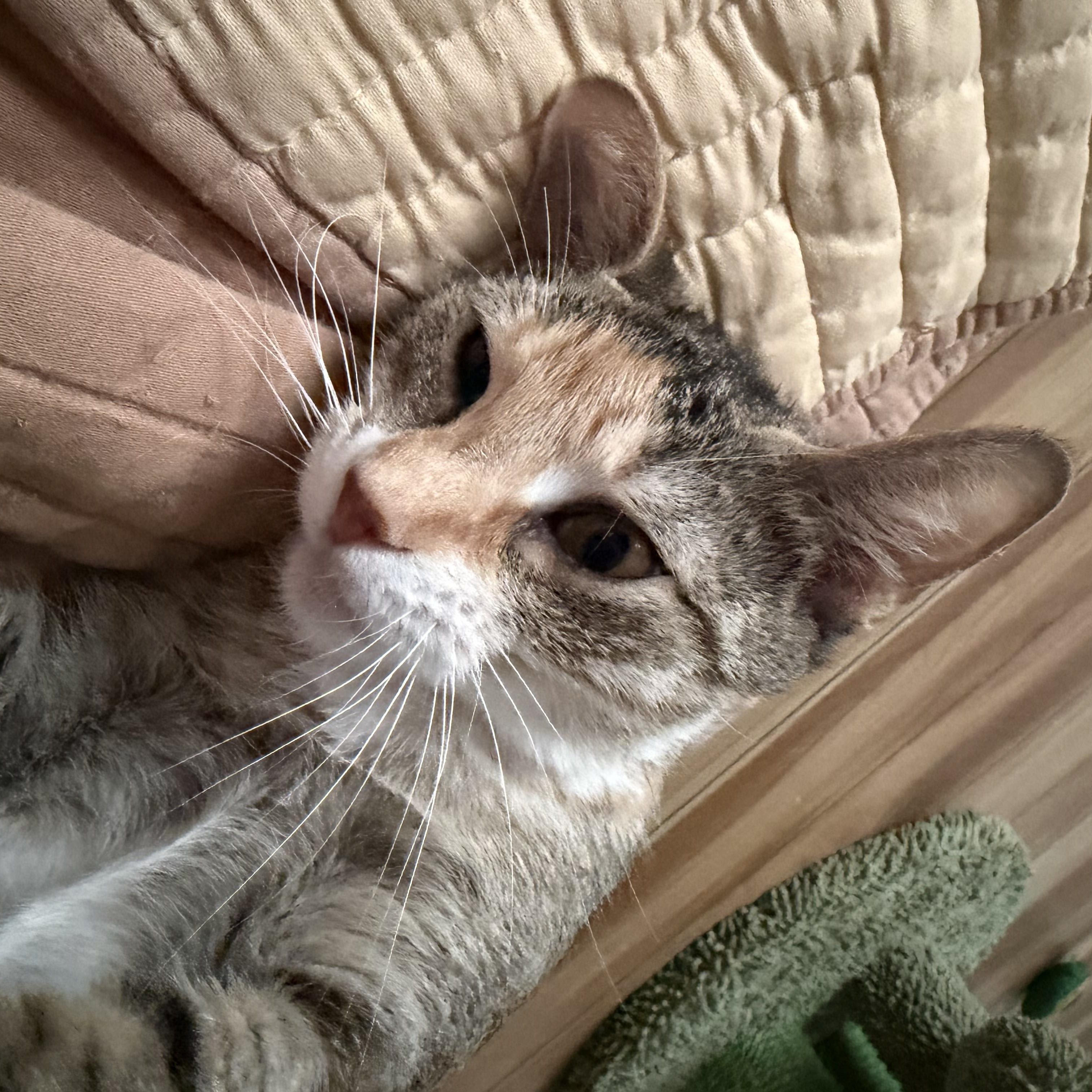 Enlarge Thor, a Adoptable Domestic Short Hair in New Port Richey, FL image 2/4