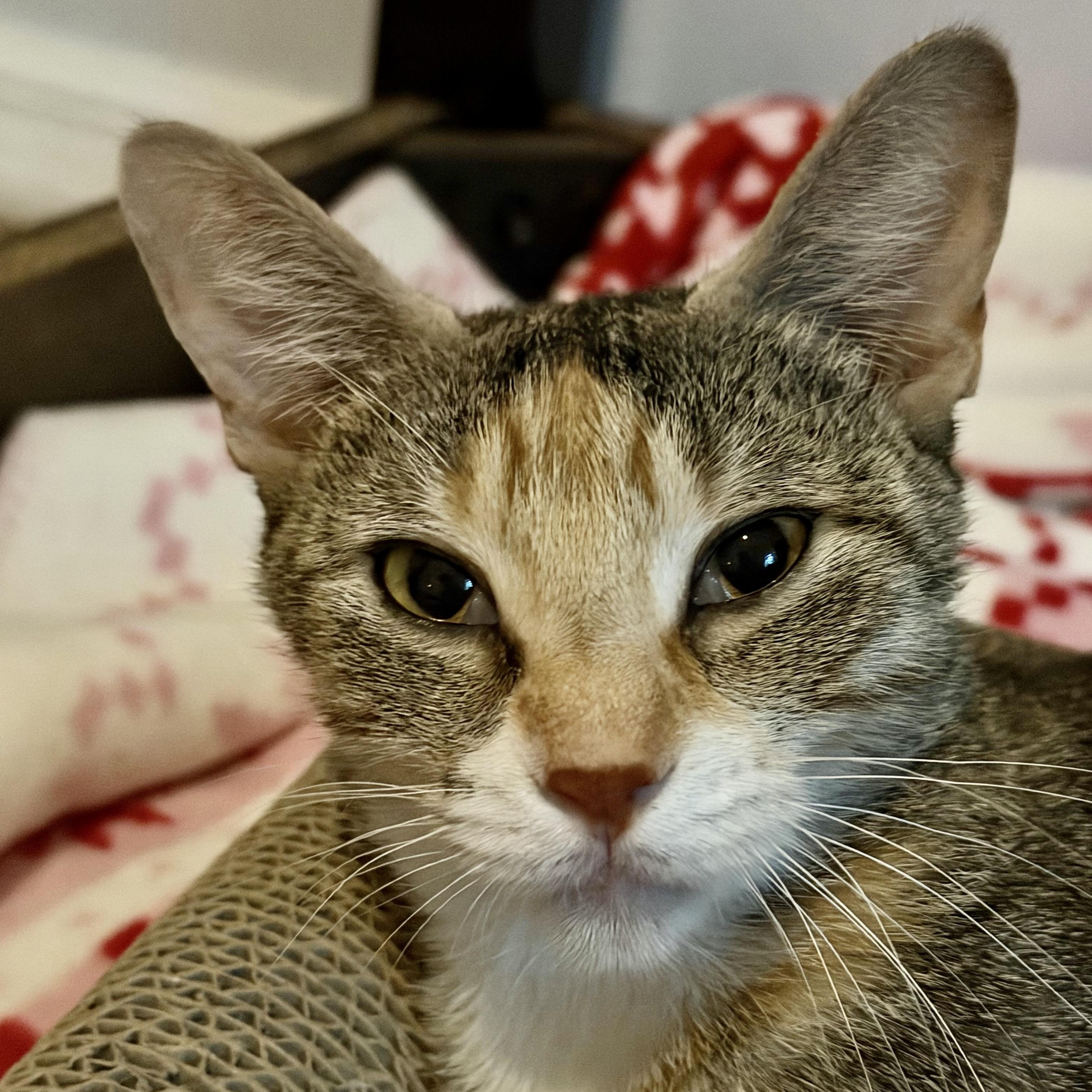 Enlarge Thor, a Adoptable Domestic Short Hair in New Port Richey, FL image 3/4