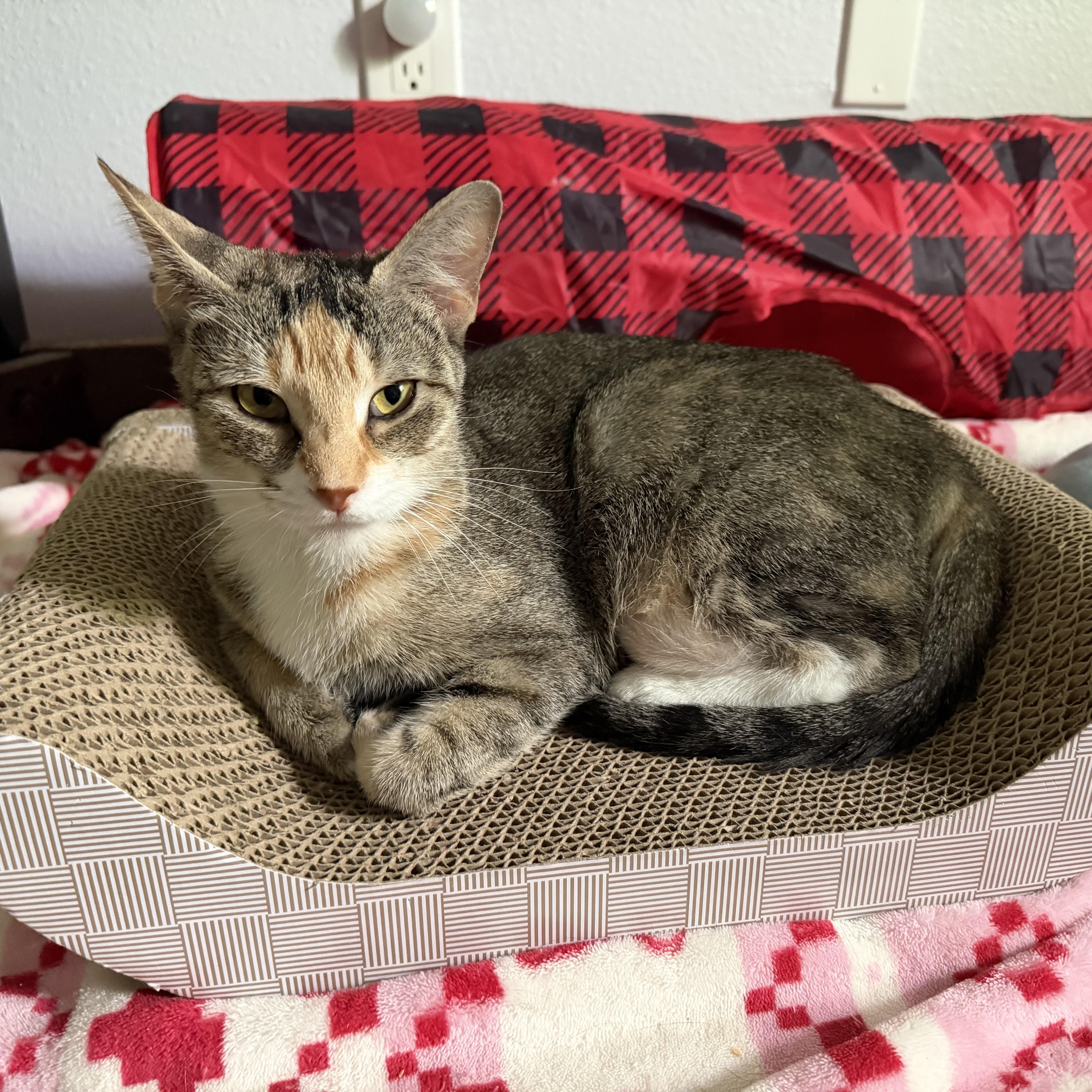 Thor, Adoptable, Young Female Domestic Short Hair.