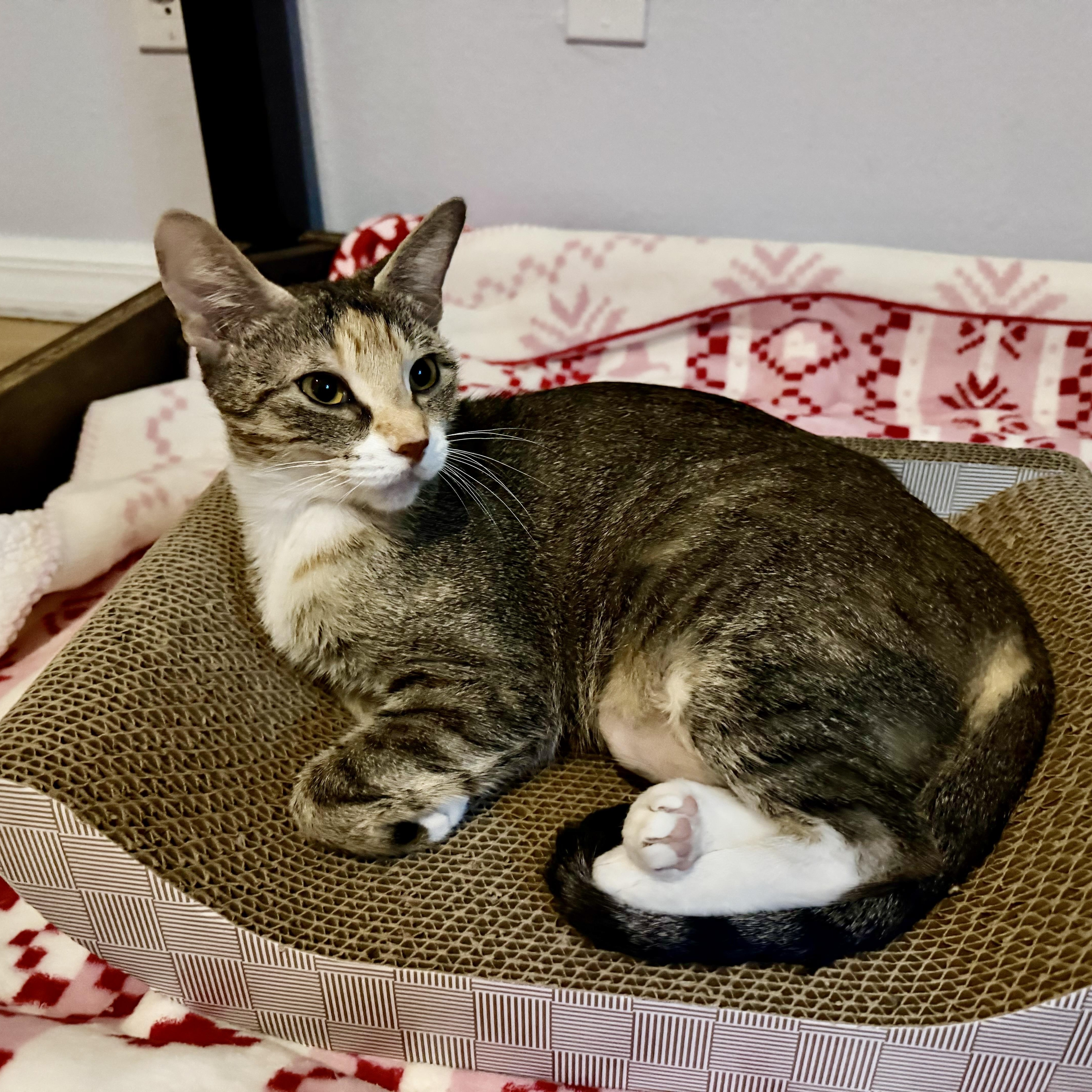 Enlarge Thor, a Adoptable Domestic Short Hair in New Port Richey, FL image 4/4