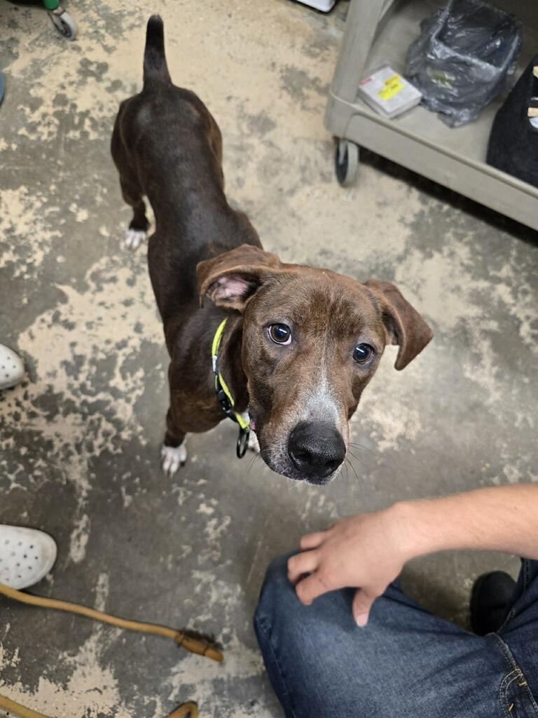 Arrow, Adoptable, Young Male Mountain Cur.