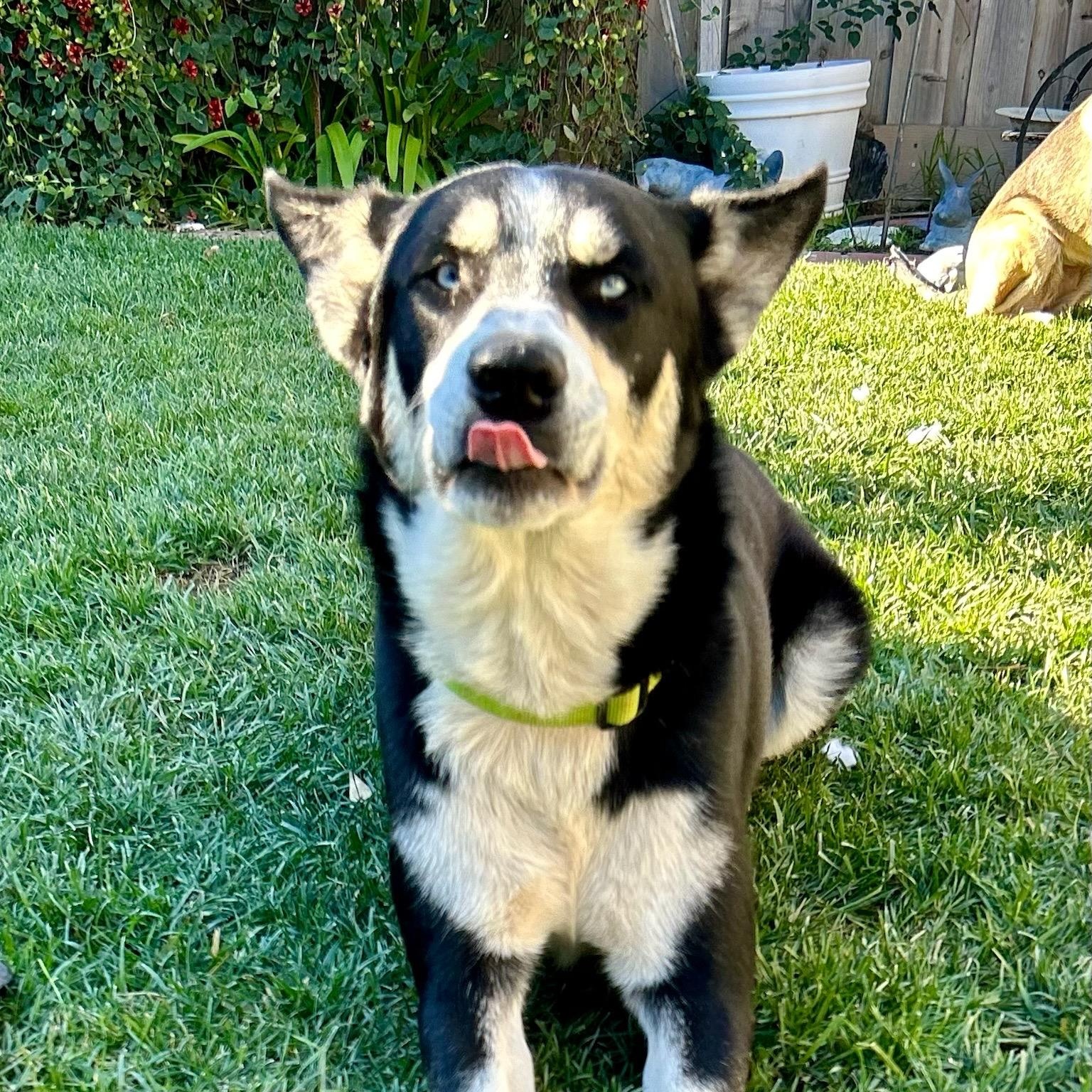 Blue *Courtesy Post*