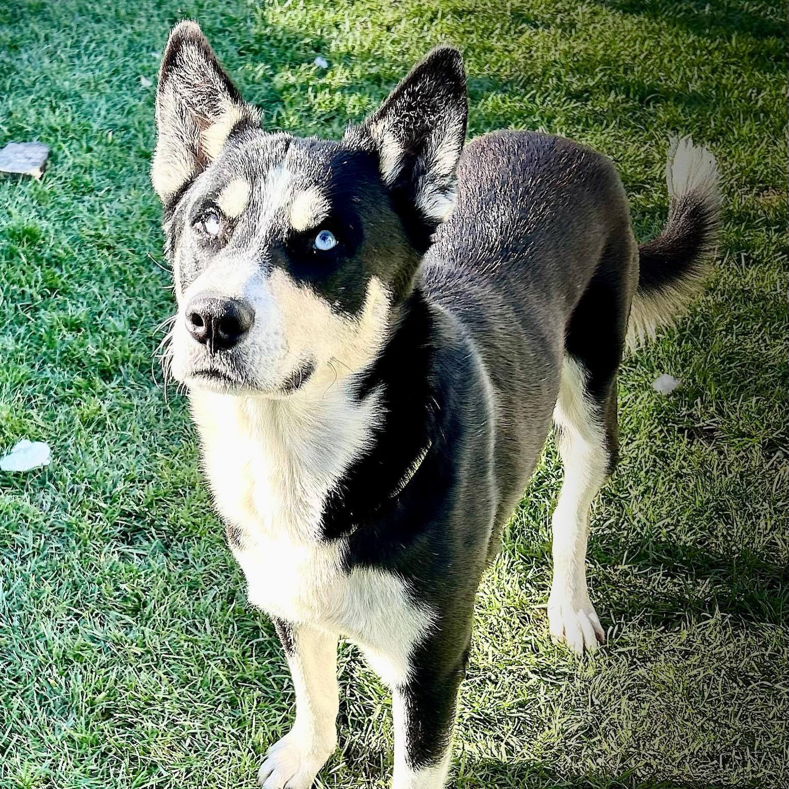 Blue *Courtesy Post*