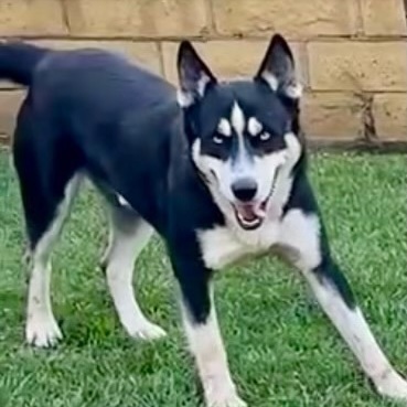 Blue *Courtesy Post*, Young Male Husky