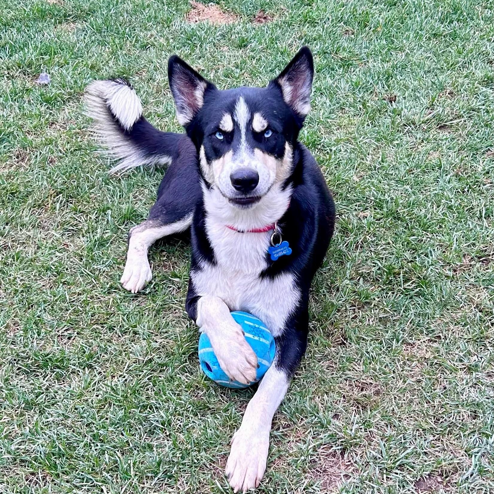 Blue *Courtesy Post*