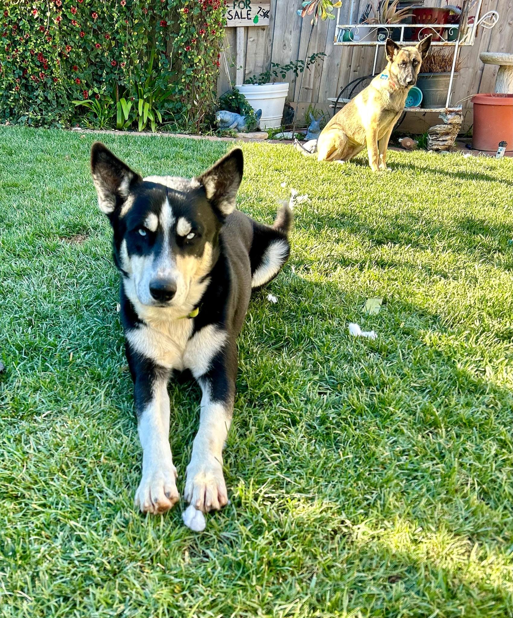 Blue *Courtesy Post*