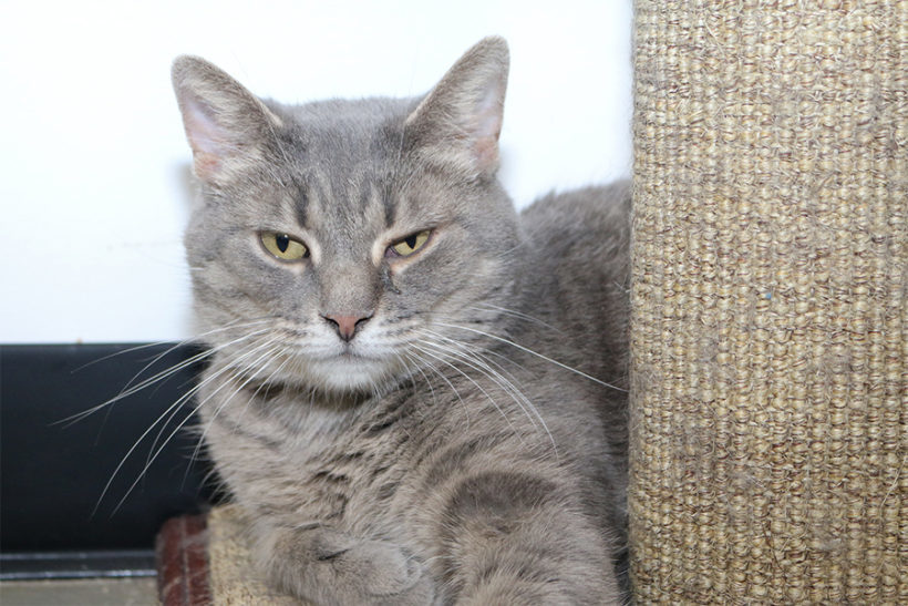 Lotus, a Adoptable Domestic Short Hair in Powell, OH image 1/2