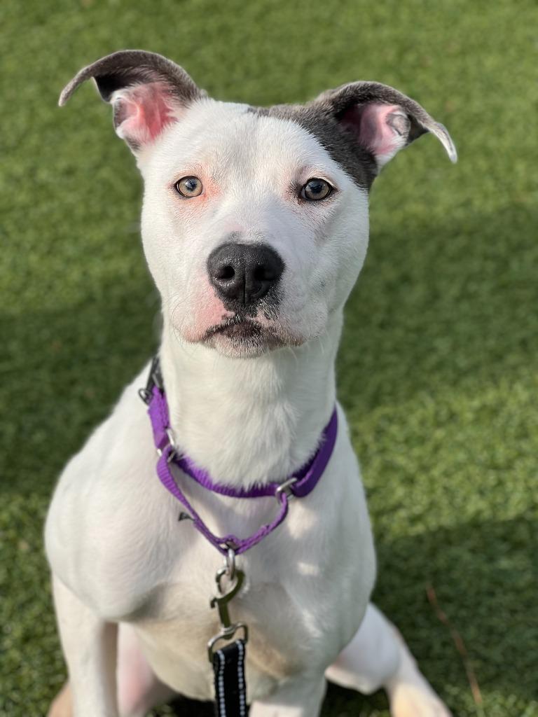 Billie, Adoptable, Young Female Pit Bull Terrier & American Staffordshire Terrier.
