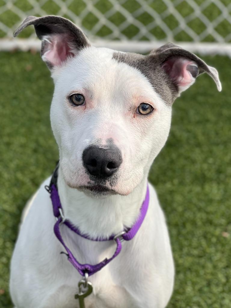 Enlarge Billie, a Adoptable mixed breed in Hartsville, SC image 2/5