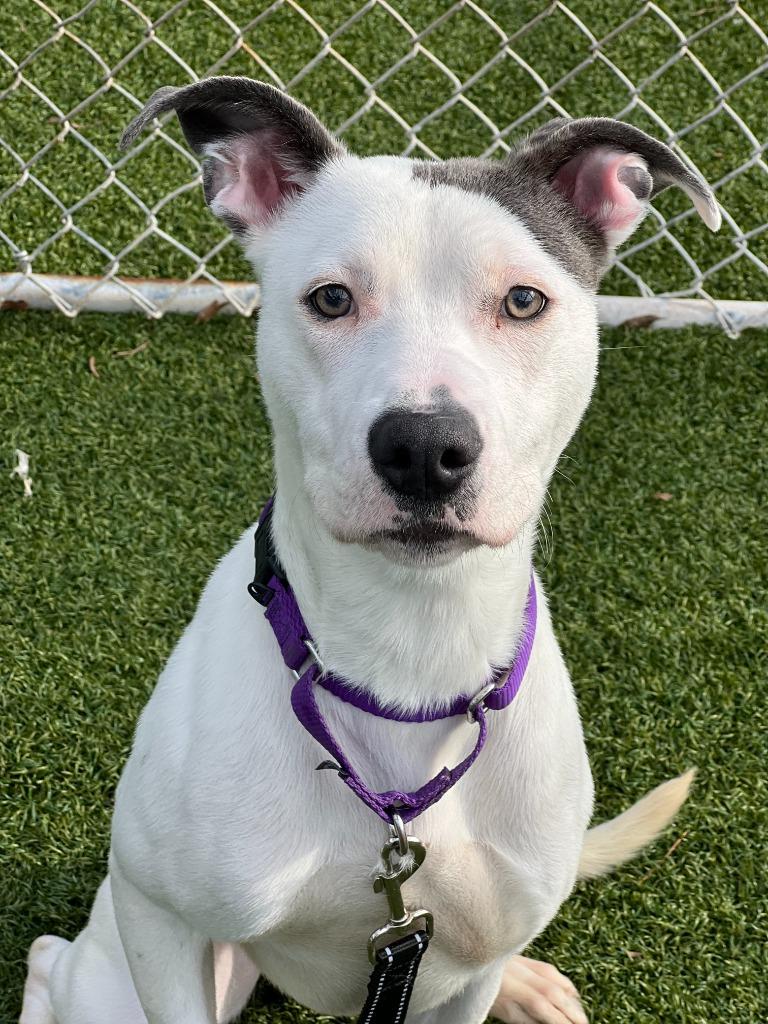 Enlarge Billie, a Adoptable mixed breed in Hartsville, SC image 3/5