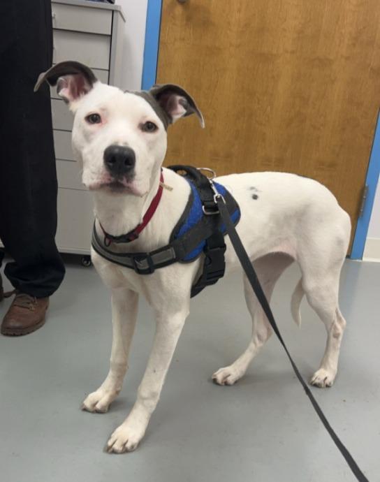 Enlarge Billie, a Adoptable mixed breed in Hartsville, SC image 4/5