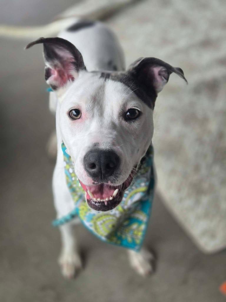 Billie, Adoptable, Young Female Pit Bull Terrier & American Staffordshire Terrier.