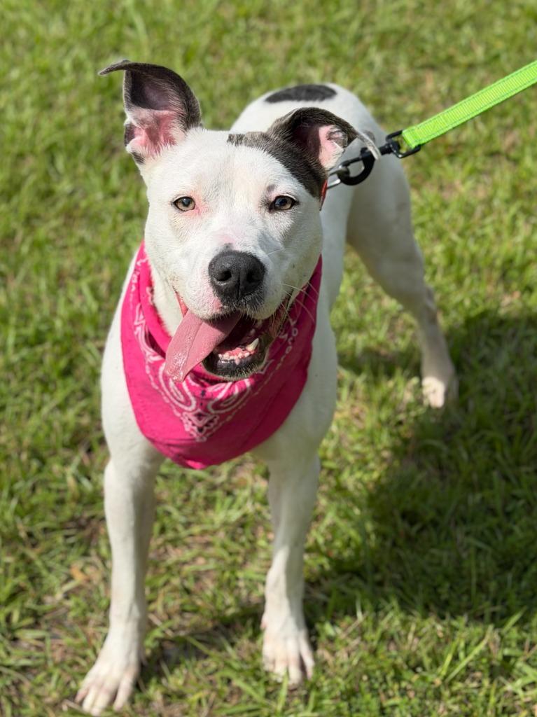 Enlarge Billie, a Adoptable mixed breed in Hartsville, SC image 2/6