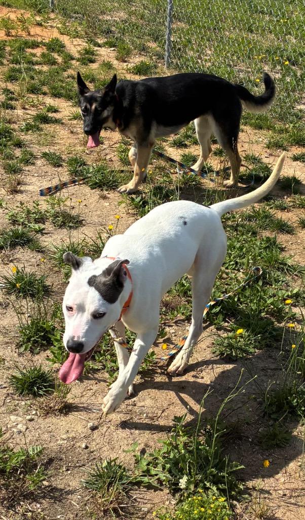 Enlarge Billie, a Adoptable mixed breed in Hartsville, SC image 3/6