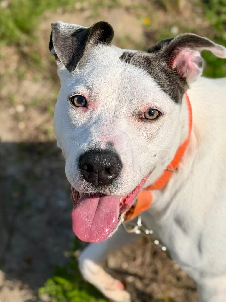 Enlarge Billie, a Adoptable mixed breed in Hartsville, SC image 4/6