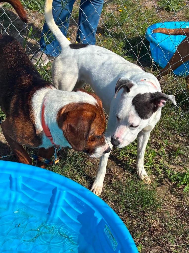 Enlarge Billie, a Adoptable mixed breed in Hartsville, SC image 5/6