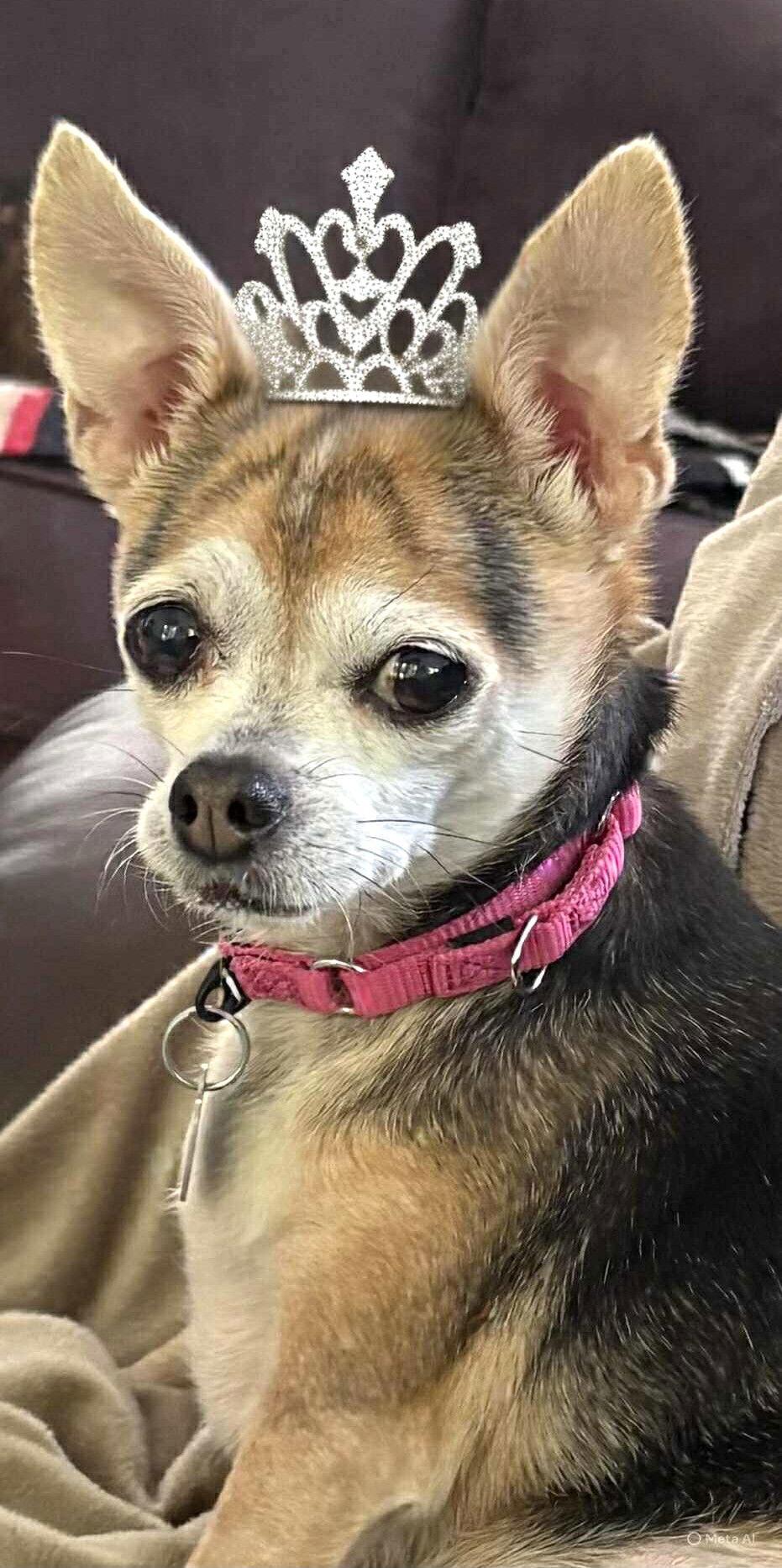 Khloe TX, Adopted, Senior Female Chihuahua.