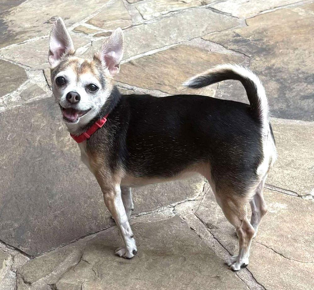 Enlarge Khloe TX, a Adopted Chihuahua in Boonton, NJ image 3/3