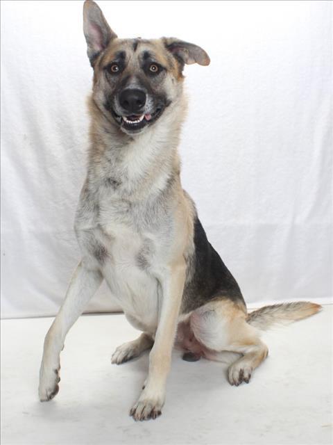 SKIP, Adoptable, Adult Male German Shepherd Dog.