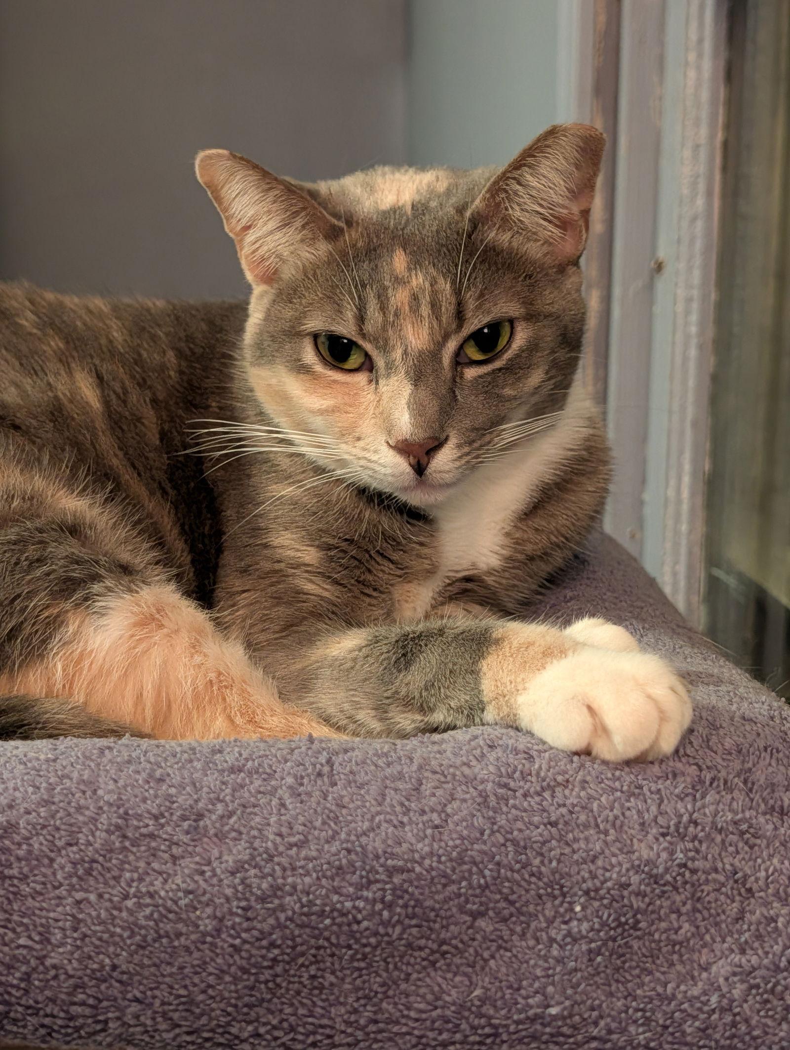 Penny, a Adoptable Domestic Short Hair in Pompano Beach, FL image 1/3