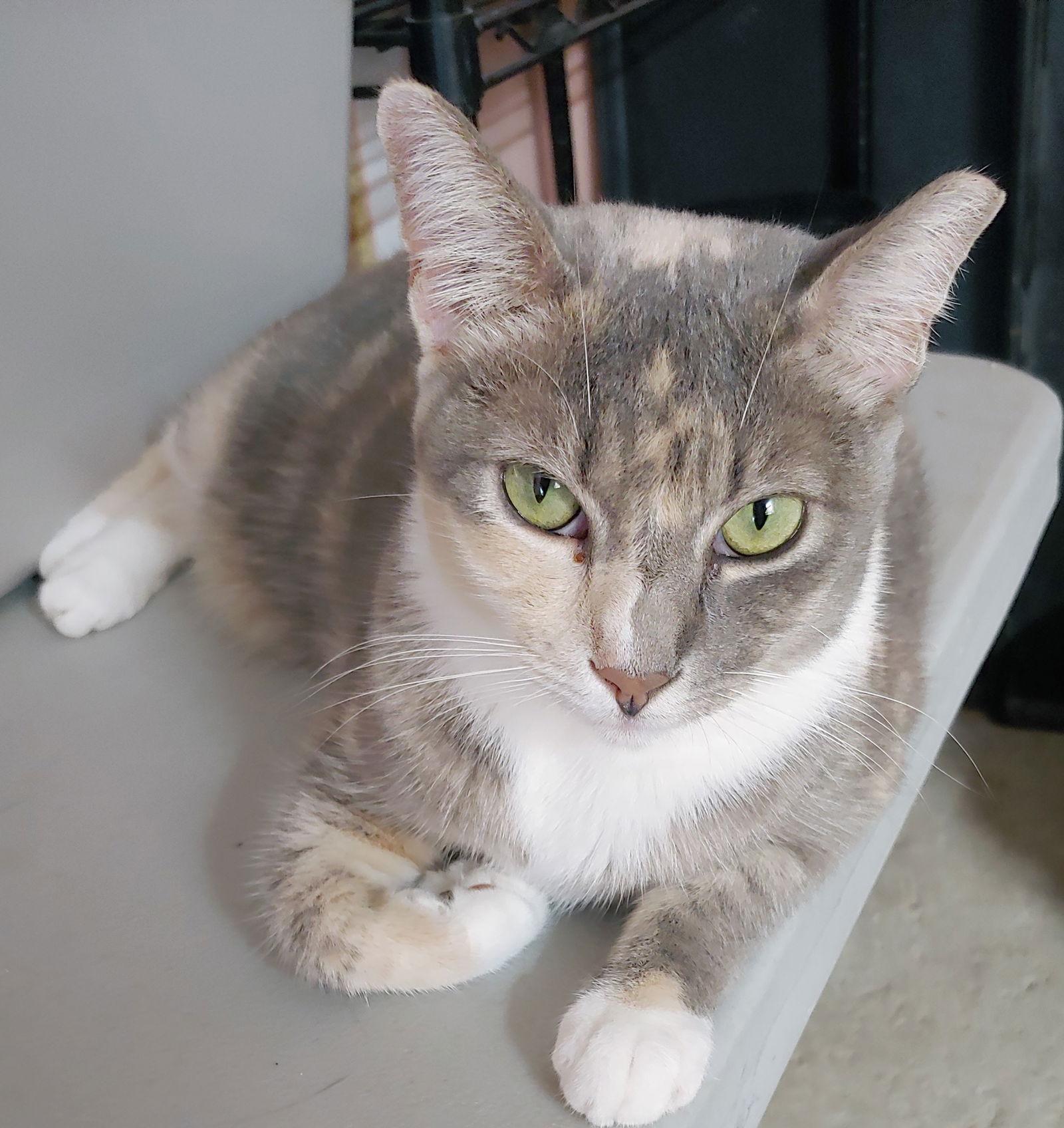 Enlarge Poppy, a Adoptable Domestic Short Hair in Pompano Beach, FL image 1/3