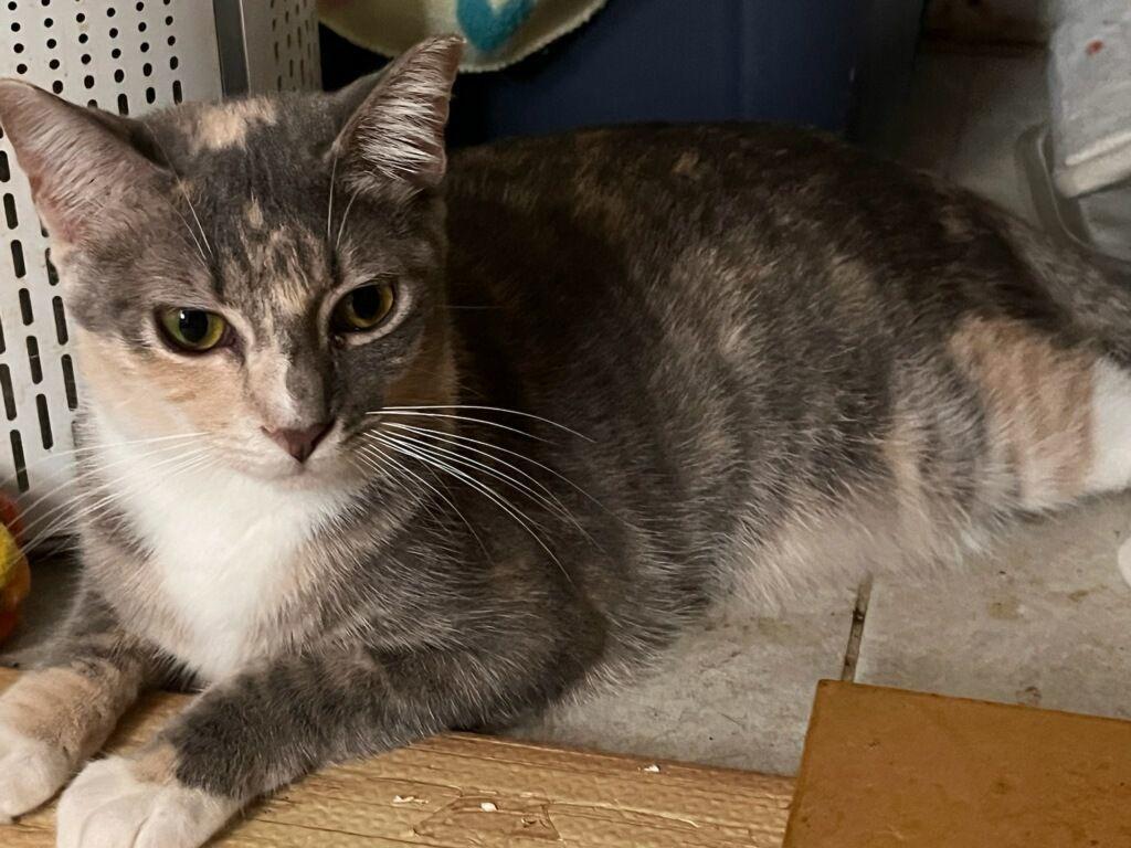 Enlarge Poppy, a Adoptable Domestic Short Hair in Pompano Beach, FL image 2/3