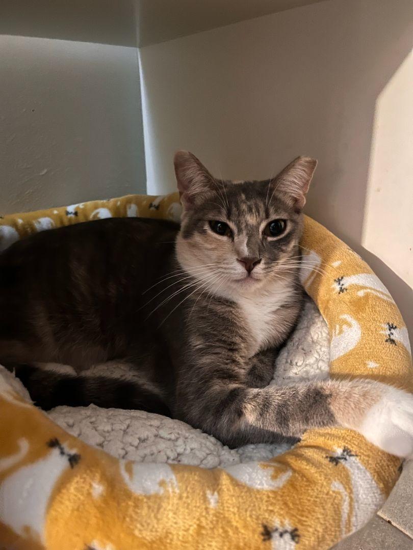 Enlarge Poppy, a Adoptable Domestic Short Hair in Pompano Beach, FL image 3/3