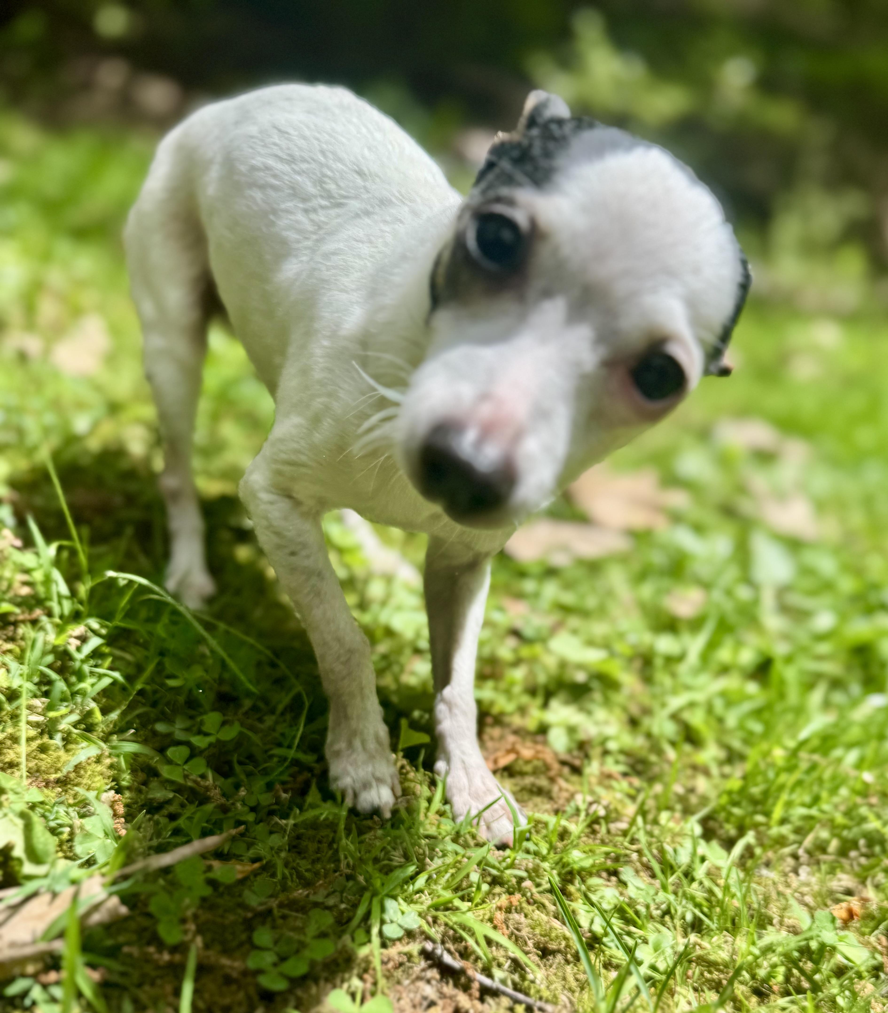 Jingles & Scrappy, a Adoptable Toy Fox Terrier in Bradfordwoods, PA image 3/6