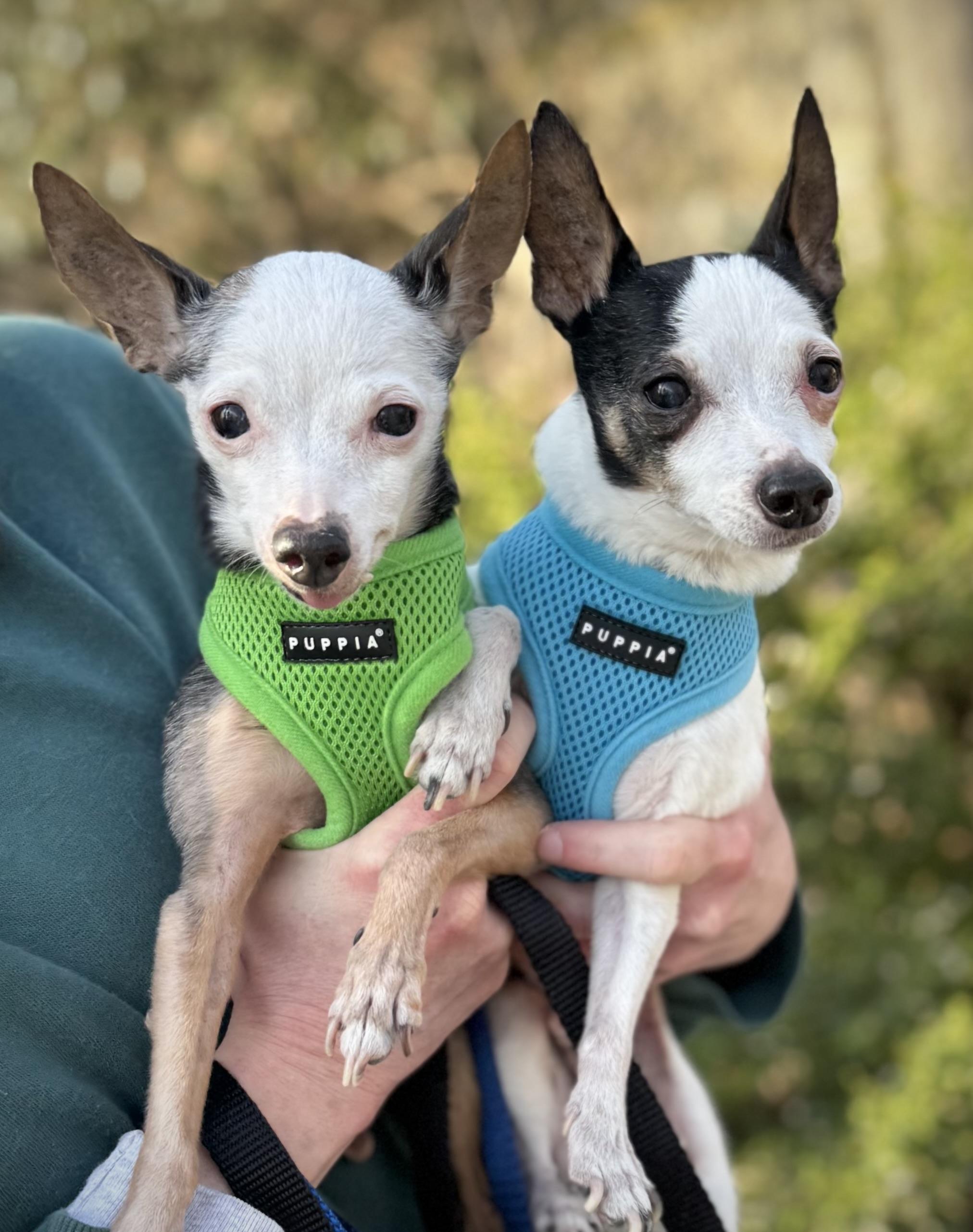 Jingles & Scrappy, a Adoptable Toy Fox Terrier in Bradfordwoods, PA image 4/6
