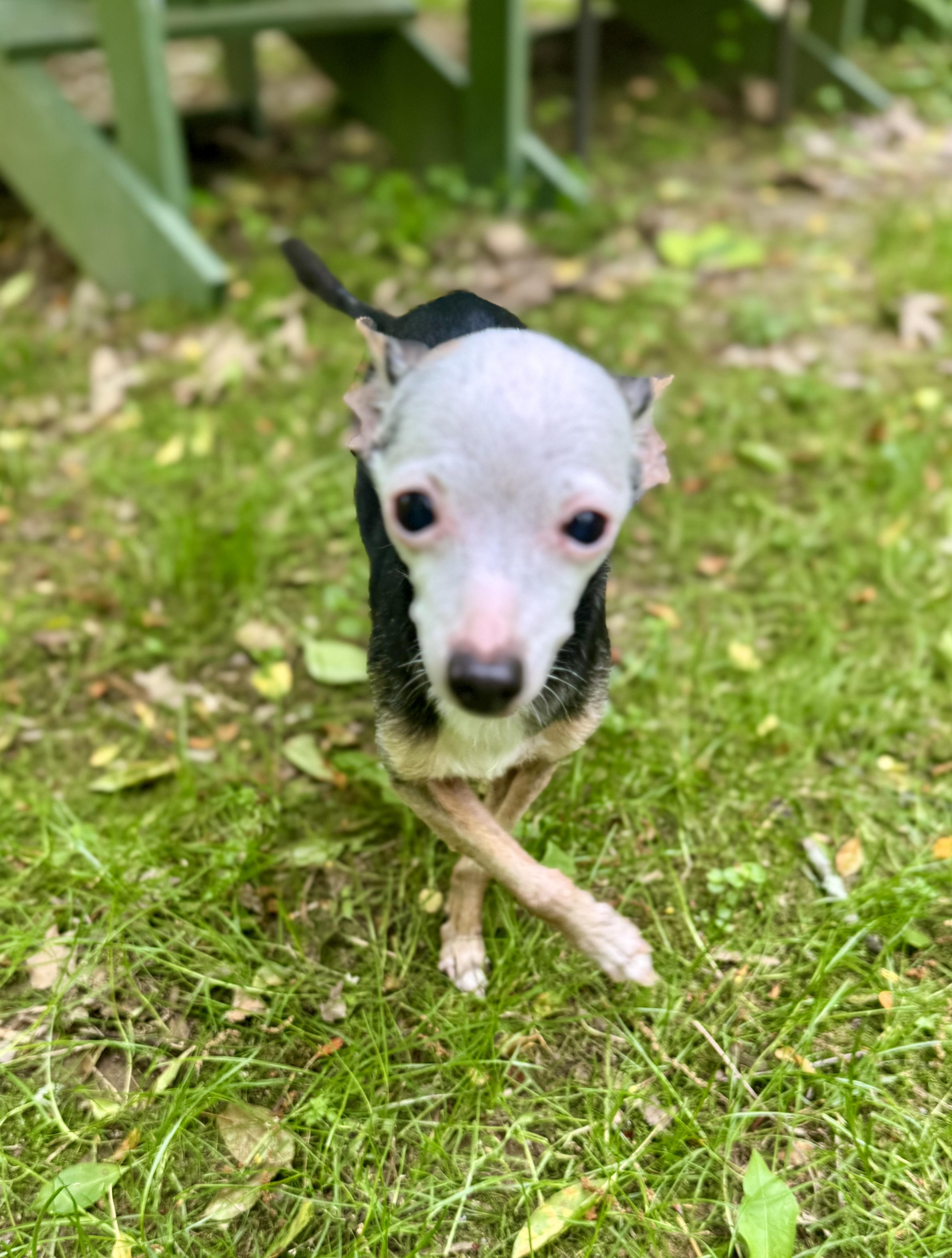Jingles & Scrappy, a Adoptable Toy Fox Terrier in Bradfordwoods, PA image 5/6