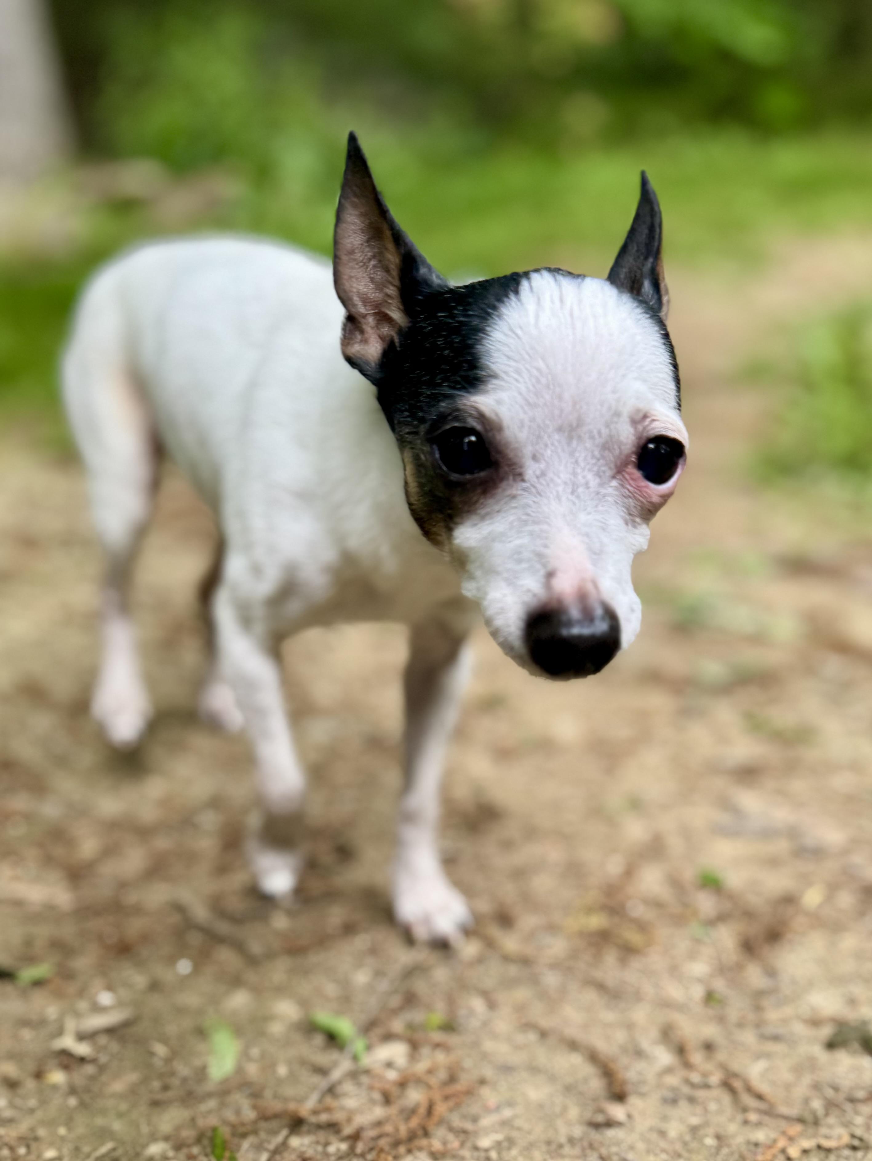 Jingles & Scrappy, a Adoptable Toy Fox Terrier in Bradfordwoods, PA image 6/6